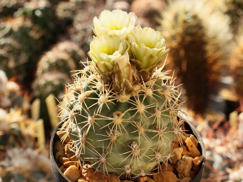 Sclerocactus mesae-verdae KS 006 nw Shiprock, NM - 10 seeds