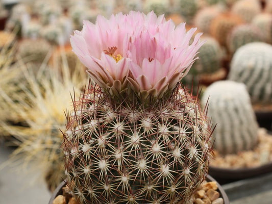 Echinomastus erectocentrus SB 462 Pima Co, Az - 10 seeds