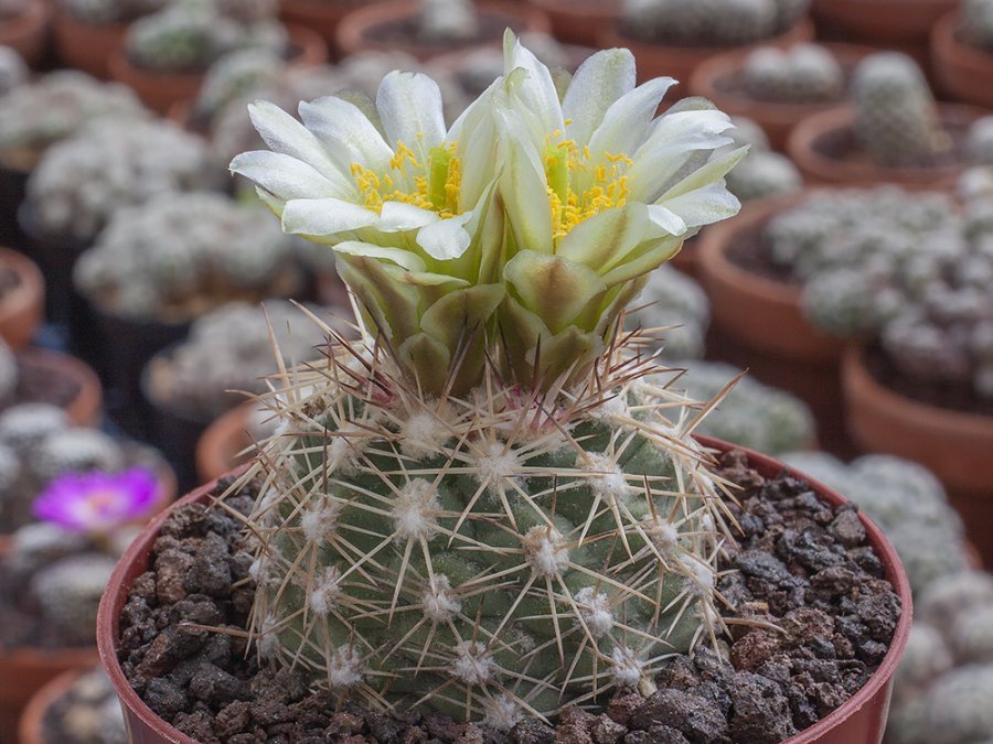 Sclerocactus mesae-verdae SB 71 Montezuma Co, Colo - 10 seeds
