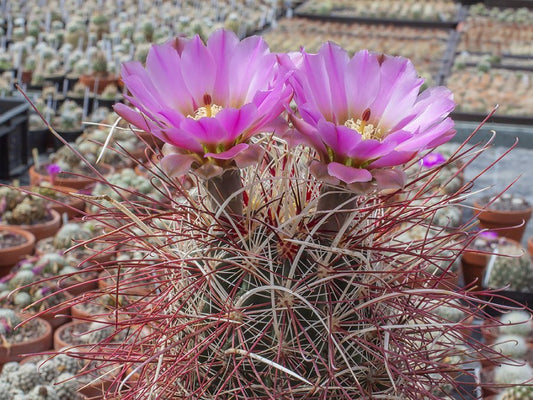 Sclerocactus polyancistrus SB 1967 Lida, Nv - 10 seeds