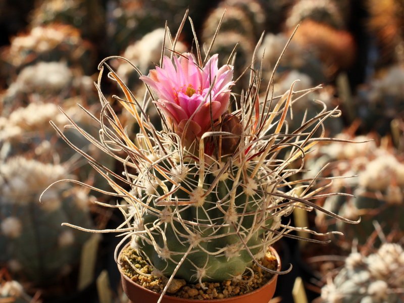 Sclerocactus blainei SB 1015 Lincoln Co, Nv  - 10 seeds