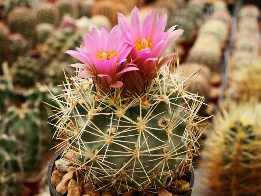 Sclerocactus wetlandicus Sand Wash, Ut - grafted