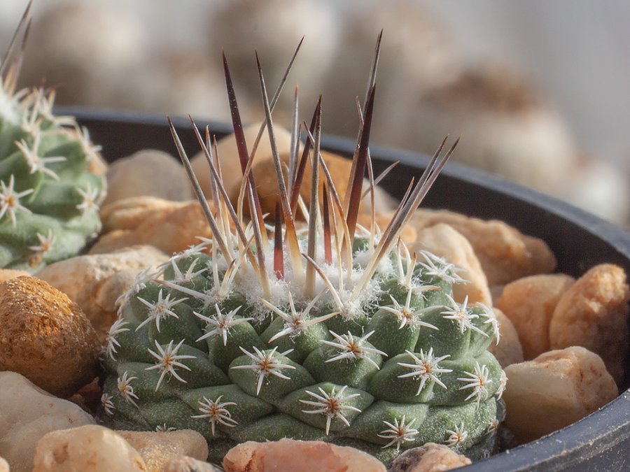 Strombocactus disciformis v. pseudocorregidorae GCG 10947 Rancho Quemado, Que