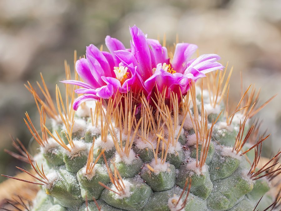 Strombocactus disciformis ssp. esperanzae VM 1065 Alamo, Gto