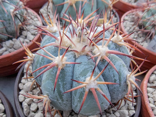 Echinocactus horizonthalonius VZD 511 Lagunilla Viejo, Zac - 10 seeds