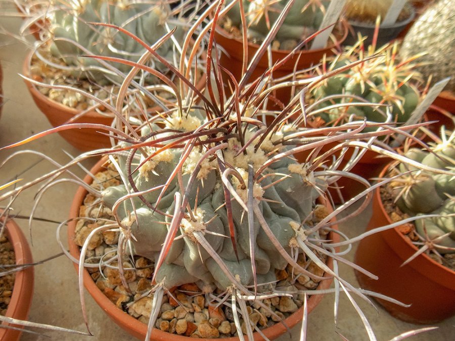 Thelocactus rinconensis var. nidulans Sierra de la Paila, Coah