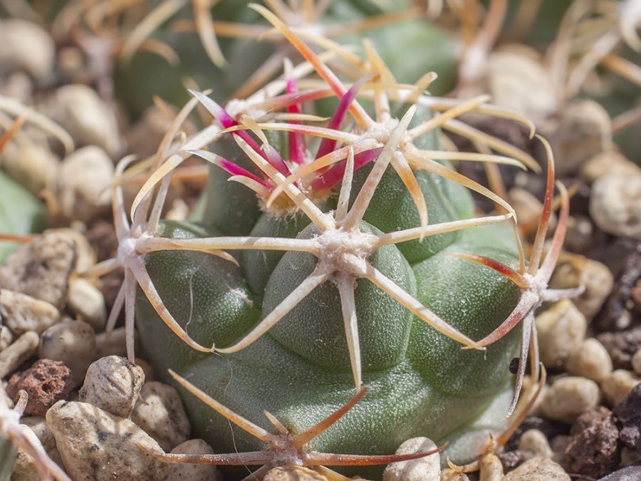 Thelocactus bicolor ssp. heterochromus VZD 694 Santa Gertrudis, Chih