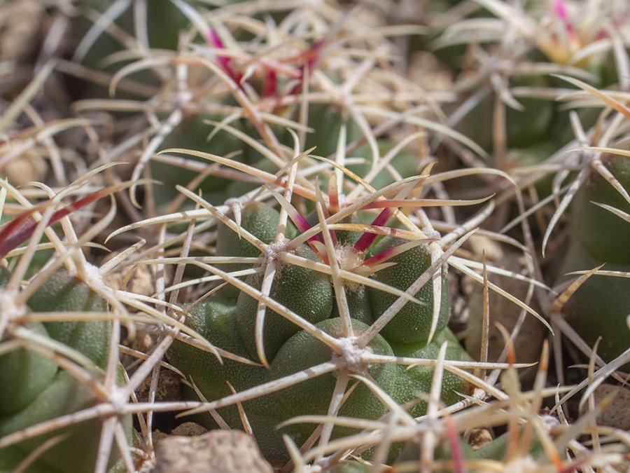 Thelocactus bicolor ssp. heterochromus VZD 897 Ignacio Zaragoza (Los Encinos), Dur