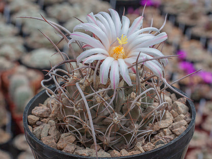 Thelocactus rinconensis var. nidulans Sierra de La Paila, Coah (curly spines) - 10 seeds