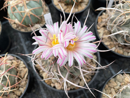 Thelocactus rinconensis var. nidulans Sierra de La Paila, Coah (curly spines) - 10 seeds