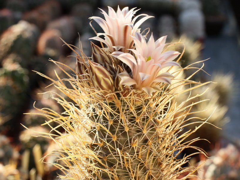Toumeya papyracantha RP 91 Otero Co, NM - 10 seeds