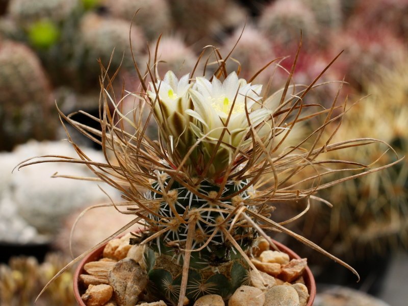 Toumeya papyracantha SB 180 Los Alamos Co, NM - grafted