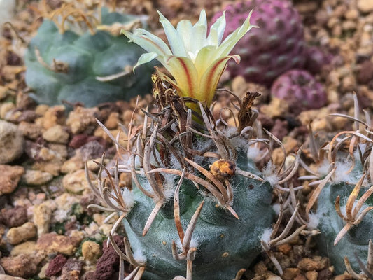 Turbinicarpus schmiedickeanus ssp. flaviflorus VM 1016 La Polvora, SLP