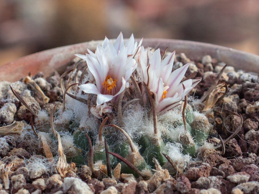 Turbinicarpus schmiedickeanus VM 724 Sandia Victoria, NL