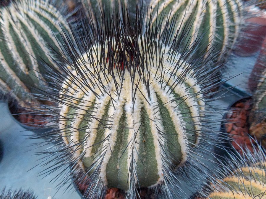 Uebelmannia pectinifera var. pseudopectinifera - 10 seeds