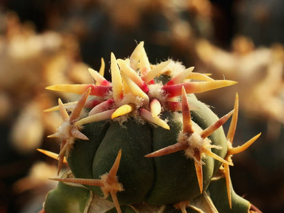 Echinocactus horizonthalonius cv. SHIROTOGE SUIHEIMARU - 10 seeds