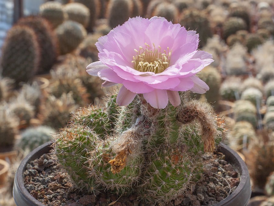 Chamaecereus hybr. mix of colour - 20 seeds