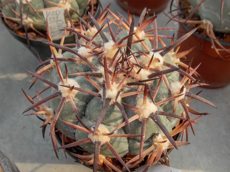 Echinocactus horizonthalonius VZD 931 Caopas, Zac
