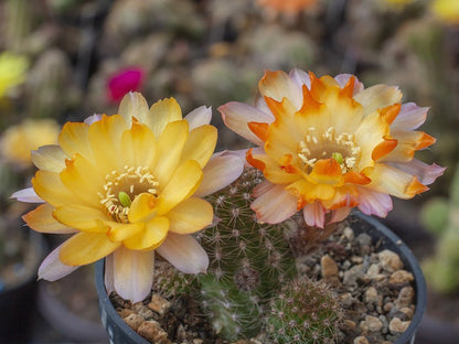 Chamaecereus hybr. mix of colour - 20 seeds