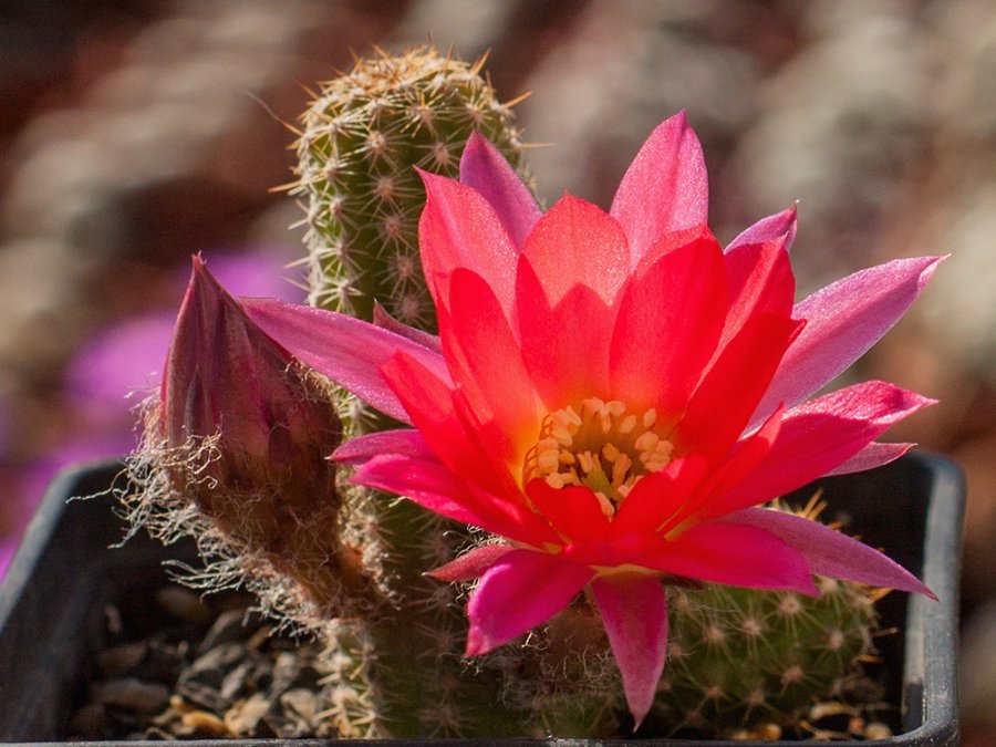 Chamaecereus hybr. mix of colour - 20 seeds