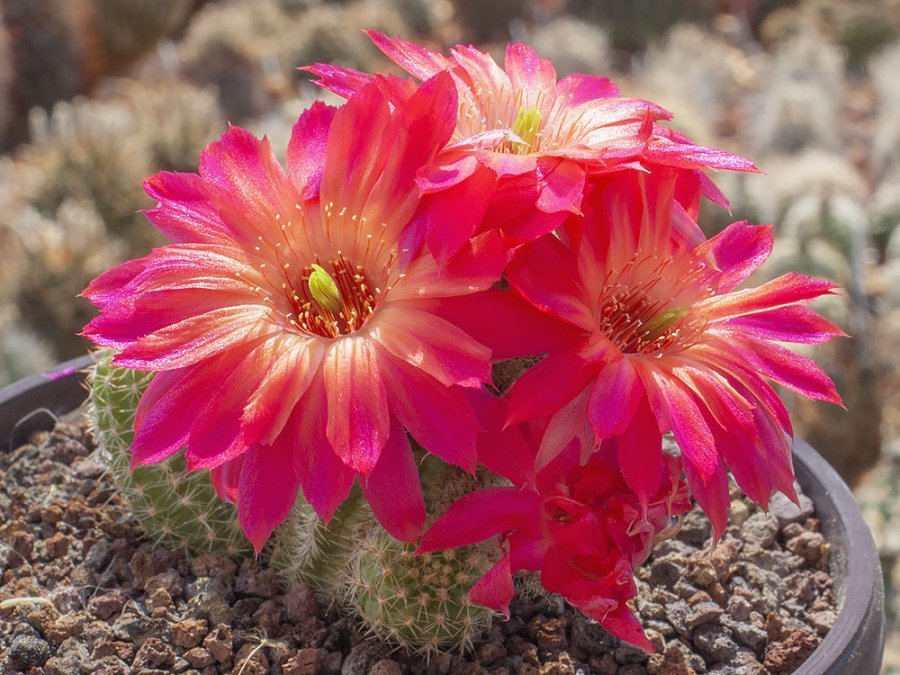 Chamaecereus hybr. mix of colour - 20 seeds