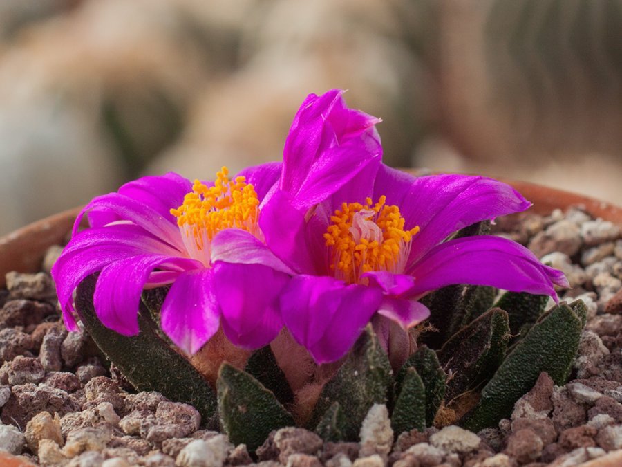 Ariocarpus scapharostrus RS 695 Rayones, NL