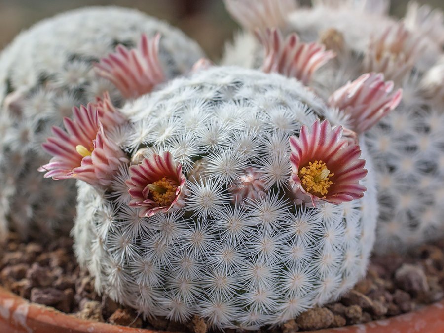 Mammillaria stella-de-tacubaya SB 32 Santa Rita Del Calabazal, Zac