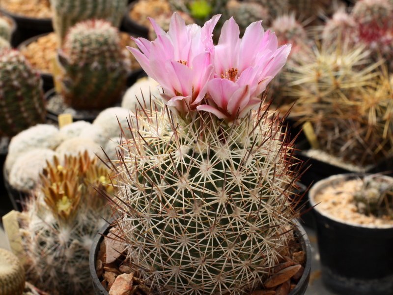 Echinomastus acunensis SB 146 Sonoita, Son - 10 seeds