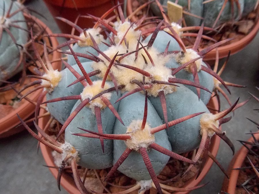 Echinocactus horizonthalonius Nazas, Dur
